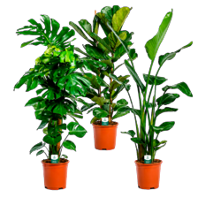 Monstera, strelizia of ficus